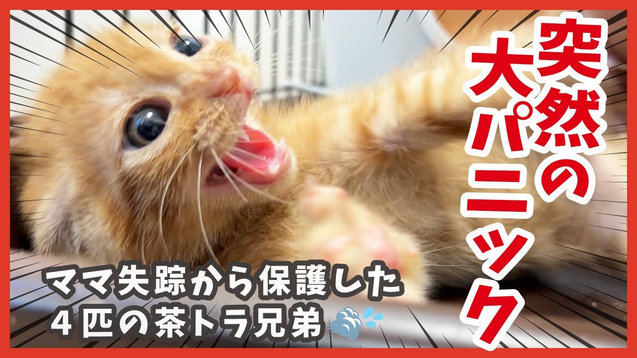 茶トラ４兄弟が突然大パニック!? 傷ついた子猫のその後🐾
