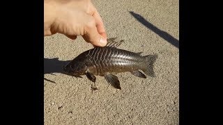 Invasive species found in Central Florida waterway | Armored Catfish