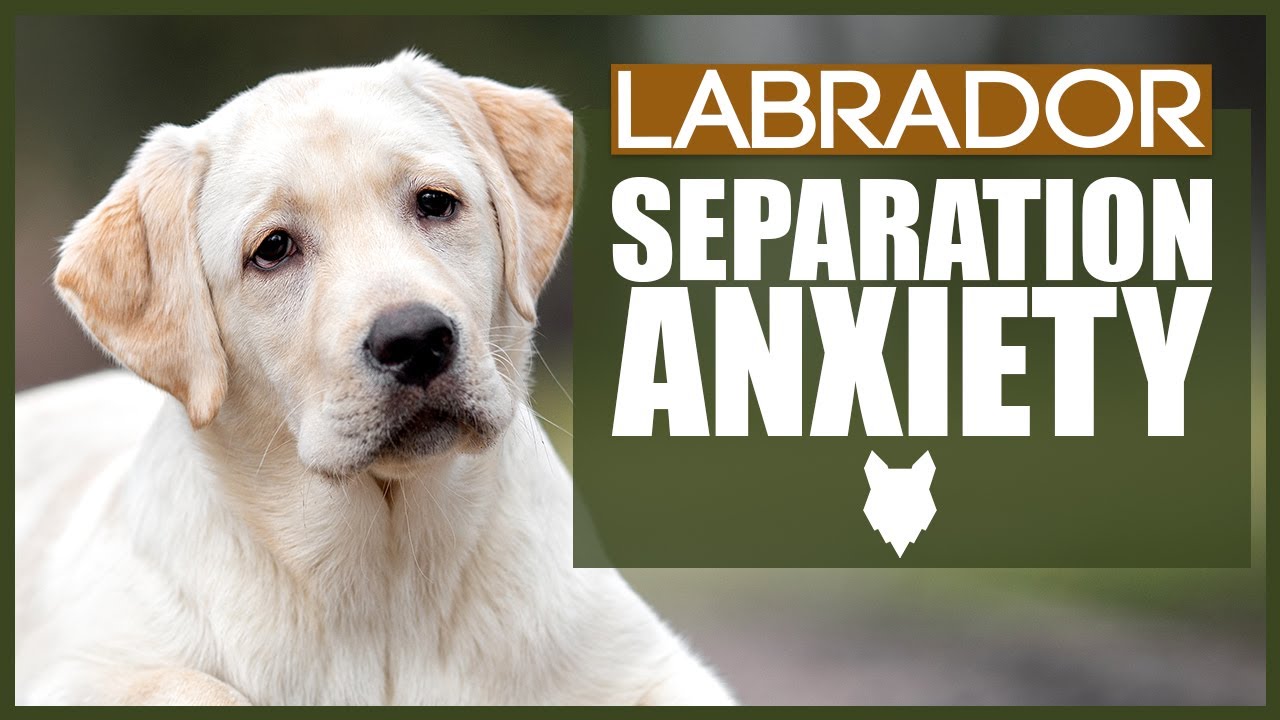 LABRADOR Separation Anxiety