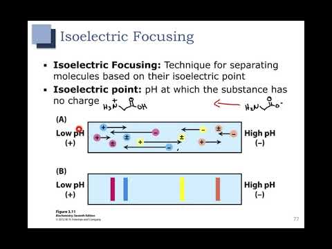 Video: Perbedaan Antara Chromatofocusing Dan Isoelectric Focusing