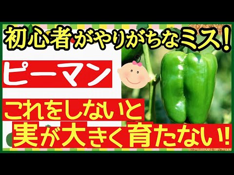 【超重要！ピーマンの基本】長〜くたくさん収穫する♪中期の管理・剪定と芽かき〜初心者も分かるピーマンの育て方〜