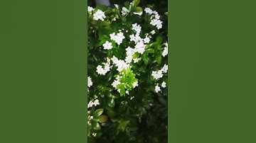 YouTube shorts.#shortsfeed #shortvideo #viralvideo