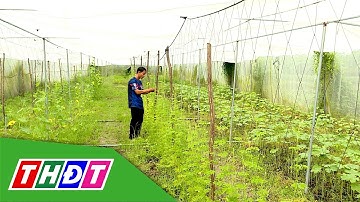 Hệ sinh thái cho nông nghiệp hữu cơ | Tái cơ cấu nông nghiệp - 16/11/2025 | THDT