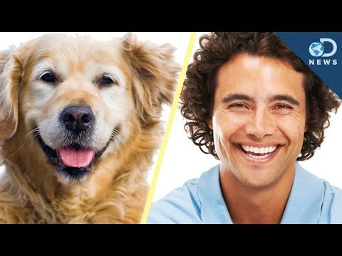 Animals Have Human
