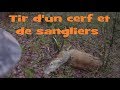 Décembre 2018 : Tirs d'un cerf et de sangliers