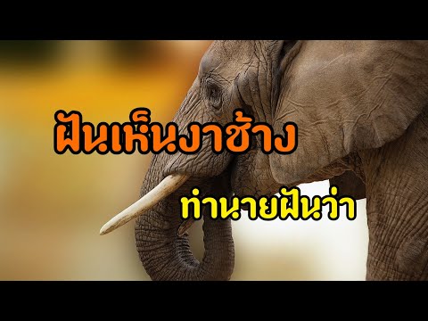 ฝันเห็นงาช้าง ทำนายฝันว่าอย่างไร? #ความฝัน #ฝัน