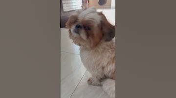 Bozo tries to make a loop again! #funny #loop #makeup #satisfyingloop #goshort #gettinglate #slather