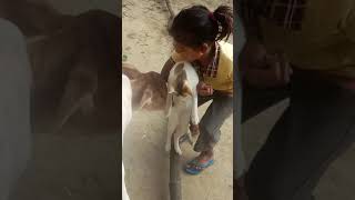 Cute cat and cow baby ||🐕🐕🐱🐱🐐🐐🐐#shorts #youtube shorts #shorts feed