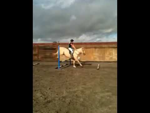 Stunning Palomino Mare For Sale 1150 OVNO 