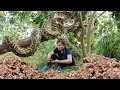 Meet giant python while  harvesting turmeric goes to the market sell  animal care  free new life