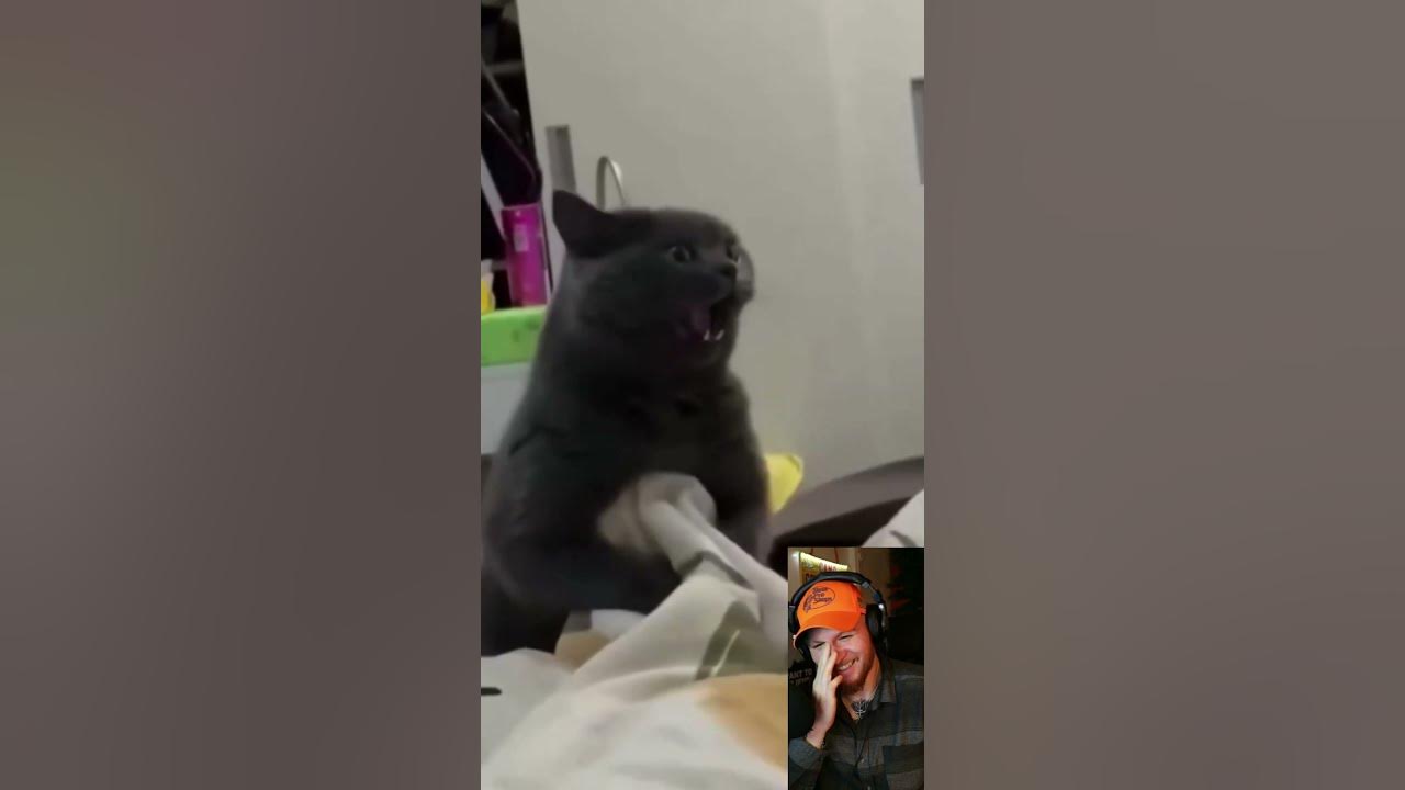 if-my-cat-not-like-this-i-dont-want-it-youtube