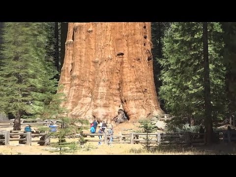 Video: Donde crece el árbol más grande de la Tierra