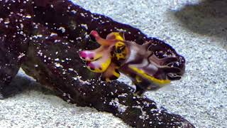 Flamboyant Cuttlefish Shedd Aquarium May 2022