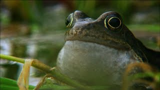Frog mating season on the Shannon | Ireland's Wild River | Nature on PBS