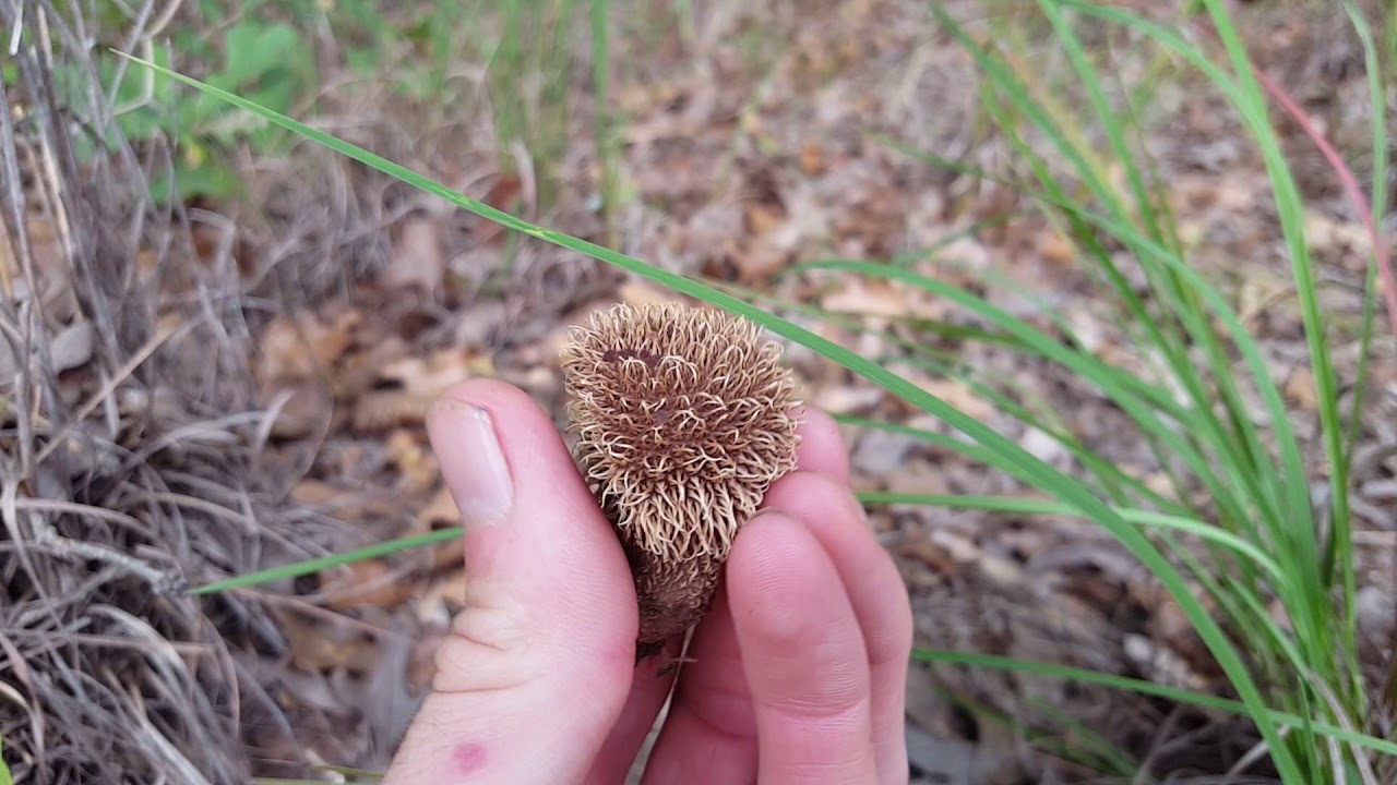 hunting simulator pc Strange puffbal Mushroom releasing spores!