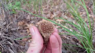 Strange puffbal Mushroom releasing spores!