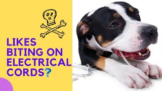 🔌¿Why Dogs BITE on ELECTRICAL Cords 🐶(What Should You Do)
