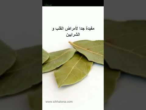 فوائد أوراق الغار ورق سيدنا موسى