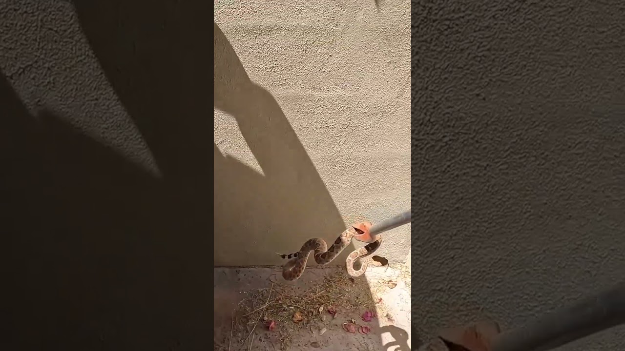 Rattlesnake Under a Trashcan