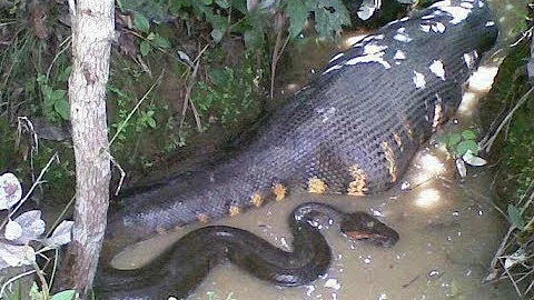 Can a python kill an elephant?