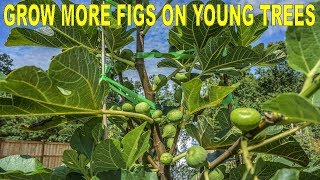 How I Grow So Many Figs On My Young Fig Trees In 5 Steps