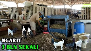 CARA PEMBUATAN PAKAN PALING MUDAH DAN RINGAN, KAMBING 150 EKOR