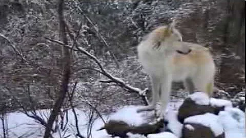 Alawa & Zephyr, rocky mountain gray wolves, howling!
