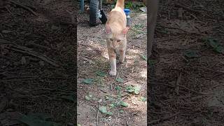 happy cat, happy life! #cat #fireheart #playful #comewithme #kitty #orange #tabby #cute #fyp #cats