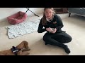 DPT WITH A SERVICE DOG IN TRAINING 🦮💕