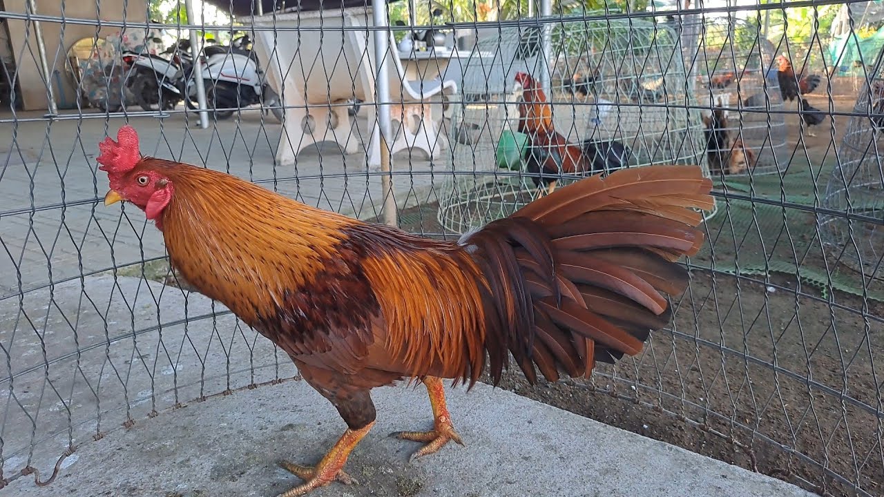 На ферму Ань Тунга в Чо Лаче во время Тет (вьетнамского Нового года) приезжают все, чтобы ее посм...