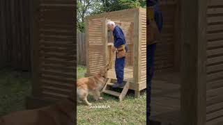 The dog is helping his owner to build the house. #shelterdog #shorts #ai #viral #satisfying