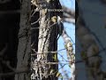 Eurasian treecreeper | Japanese Wild Birds #japan #nature #wildbirds