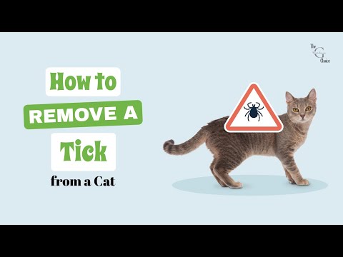 How to Remove a Tick from a Cat - The Guardians Choice