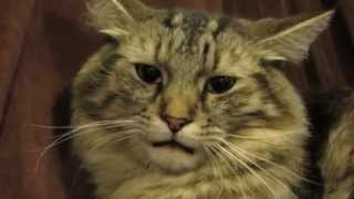 THIS IS WHY MY CATS HATE ME...