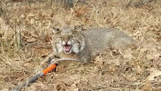 Bobcat Chases Me Into My Jeep!