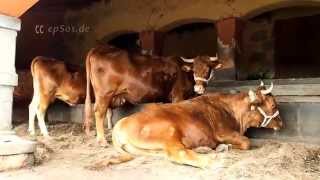 Cow Farm in Gran Canaria - Finca de Osorio