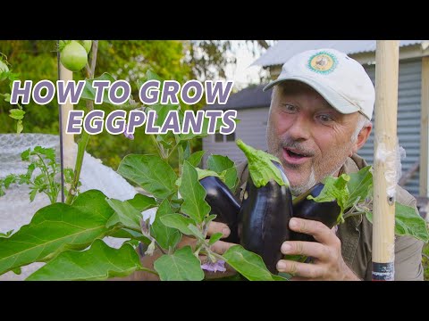 Video: Kuhu istutada baklažaane – kuidas aedades baklažaane kasvatada