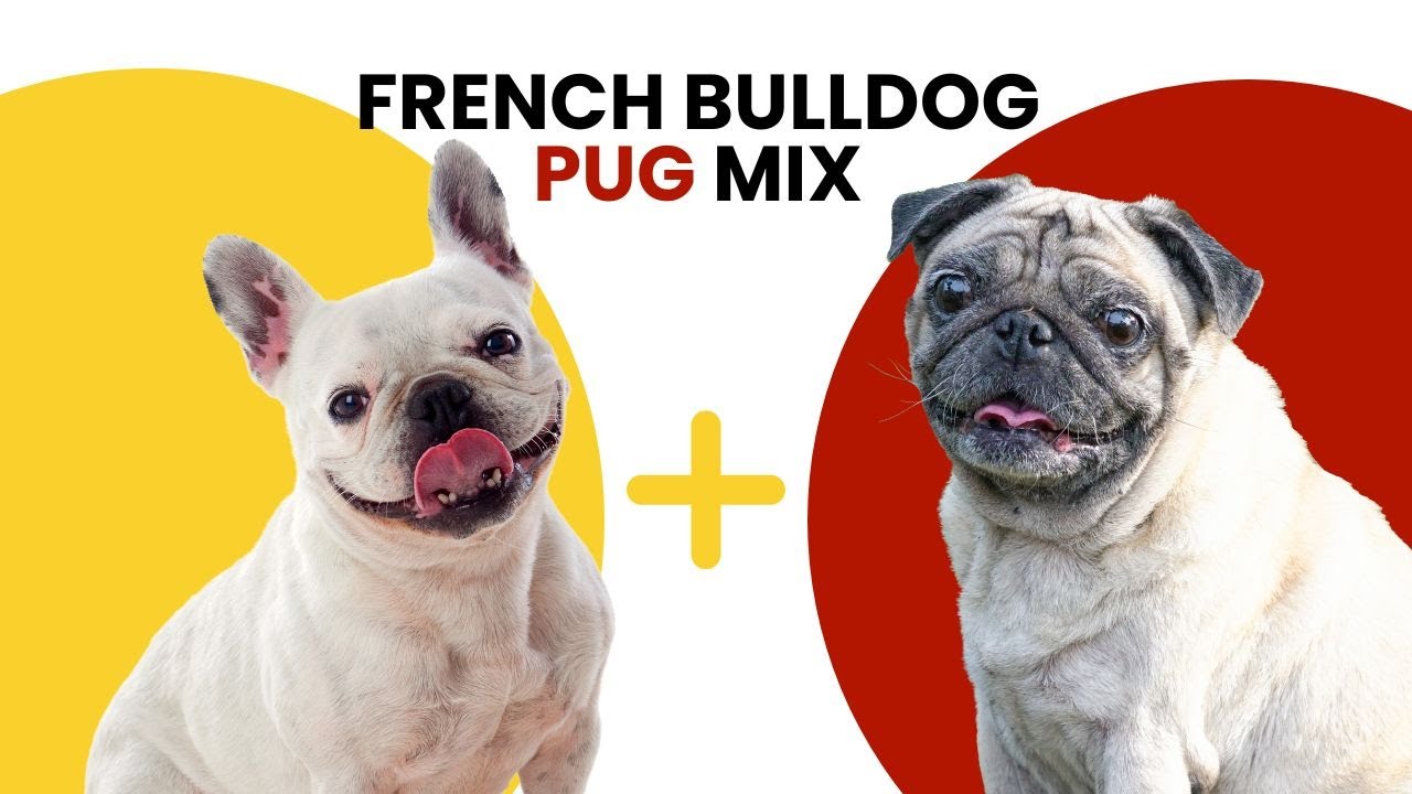 French Bulldog Pug Mix AKA Frenchie Pug - YouTube