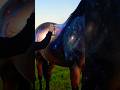 Horse spray painted/ Galaxy #horsespraypainted #spraymachine #horse #reel #trending #viral #shorts