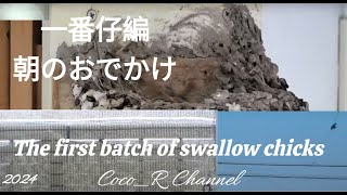 2024/5/18  4:10～ 14:00   ツバメの営巣　巣立ち後2～4日　 : Swallow Nesting in Japan  Coco_R Channel