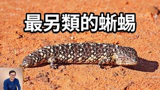 松果蜥壽命長達50歲，竟然終生一夫一妻制，胎生的「巨嬰」出生就有母體一半長！世界上最另類的蜥蜴，石龍子中的奇葩！【老肉雜談】