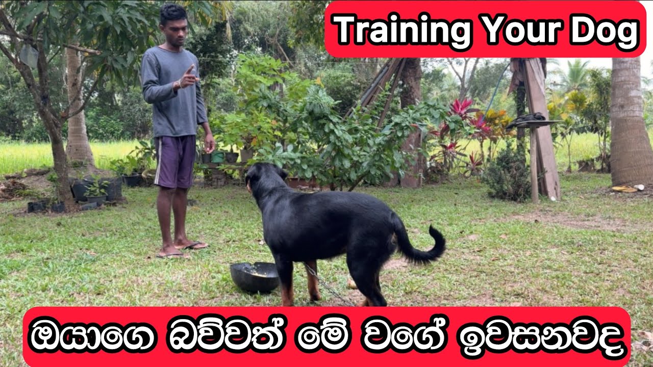How to train You dog ( ඔයාගෙ බව්වත් කියන දේ අහනවද ?)