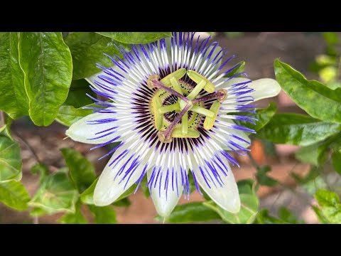 Blaue Passionsblume Passiflora caerulea