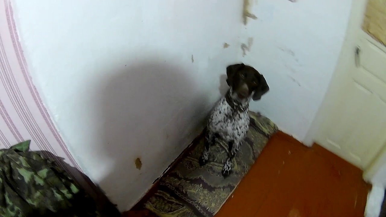 Препарат ''БРАВЕКТО'' против блох и клещей,отличное действие.