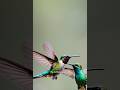 👀Nature’s cute date 💌#hummingbird #hummingbirdfeeder #cutebirds #hummingbirdlove 🩷