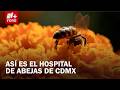 Así funciona el hospital de abejas en el sur de la CDMX para rescate de enjambres