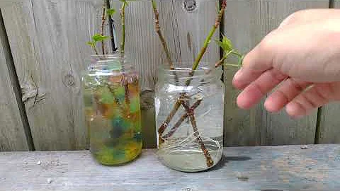 Vermehren Sie Ficus-Pflanzen aus Stecklingen - Ohne Wasserkugeln!