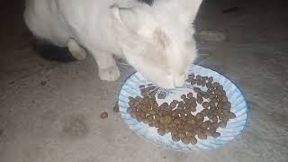 I fed homeless cats at night suffering from hunger.#hungrycat #cat