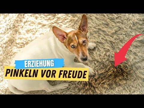 Video: Wie kann ich verhindern, dass mein Hund auf meine Zimmerpflanzen pinkelt?