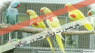 Alexandrine Parrots Mutations
